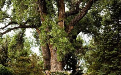 Ivory Events Wedding Venue Spotlight: Boulder Flower Farm