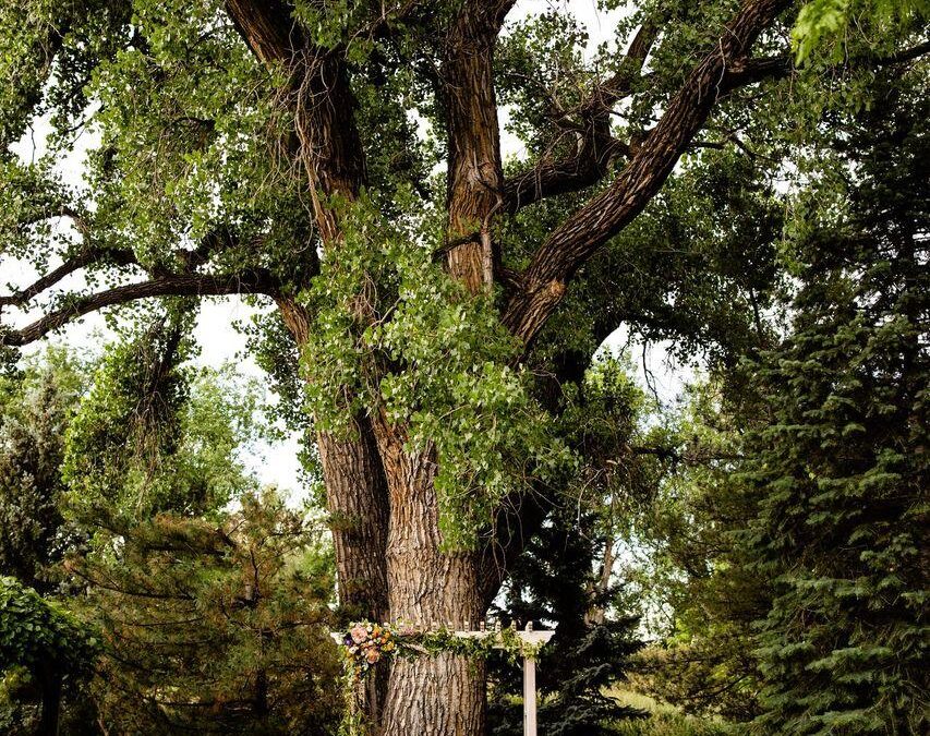 Ivory Events Wedding Venue Spotlight: Boulder Flower Farm